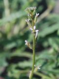 Image of taxon representative. Author is Тулкин Тиллаев