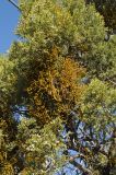 Phoradendron juniperinum