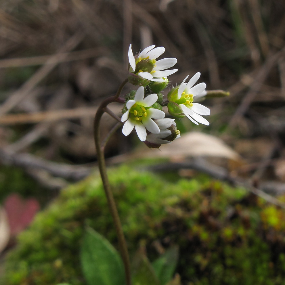 Image of genus Erophila specimen.