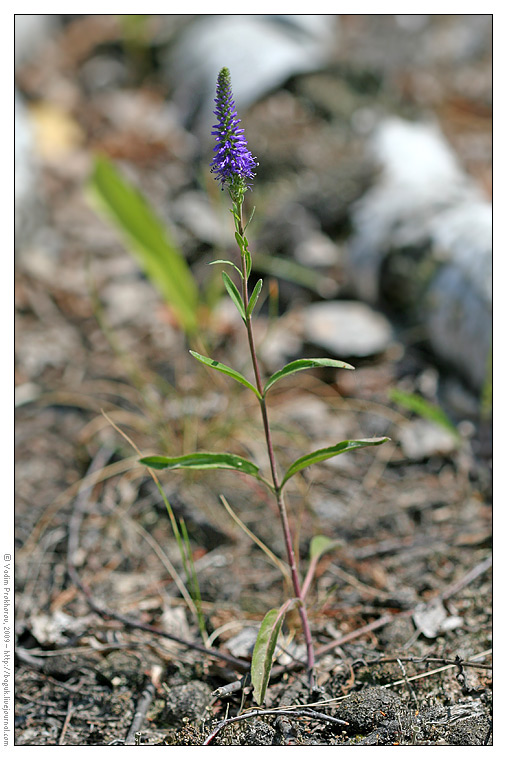 Image of Veronica spicata specimen.