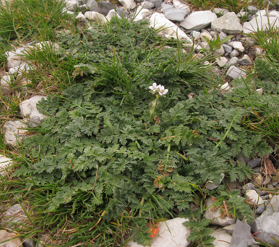 Изображение особи Erodium cicutarium.