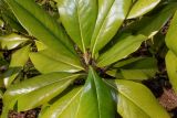 Magnolia grandiflora