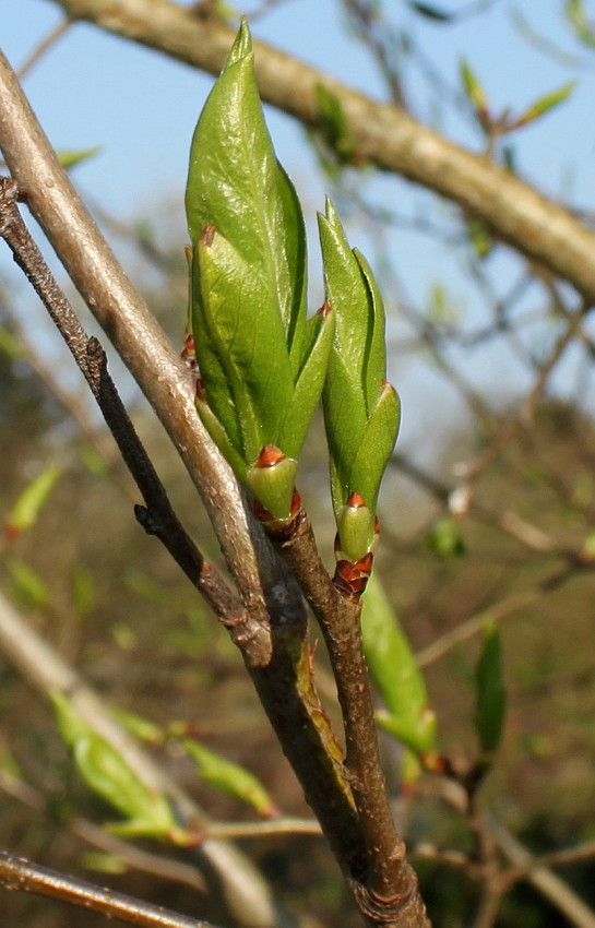 Image of Mespilus germanica specimen.