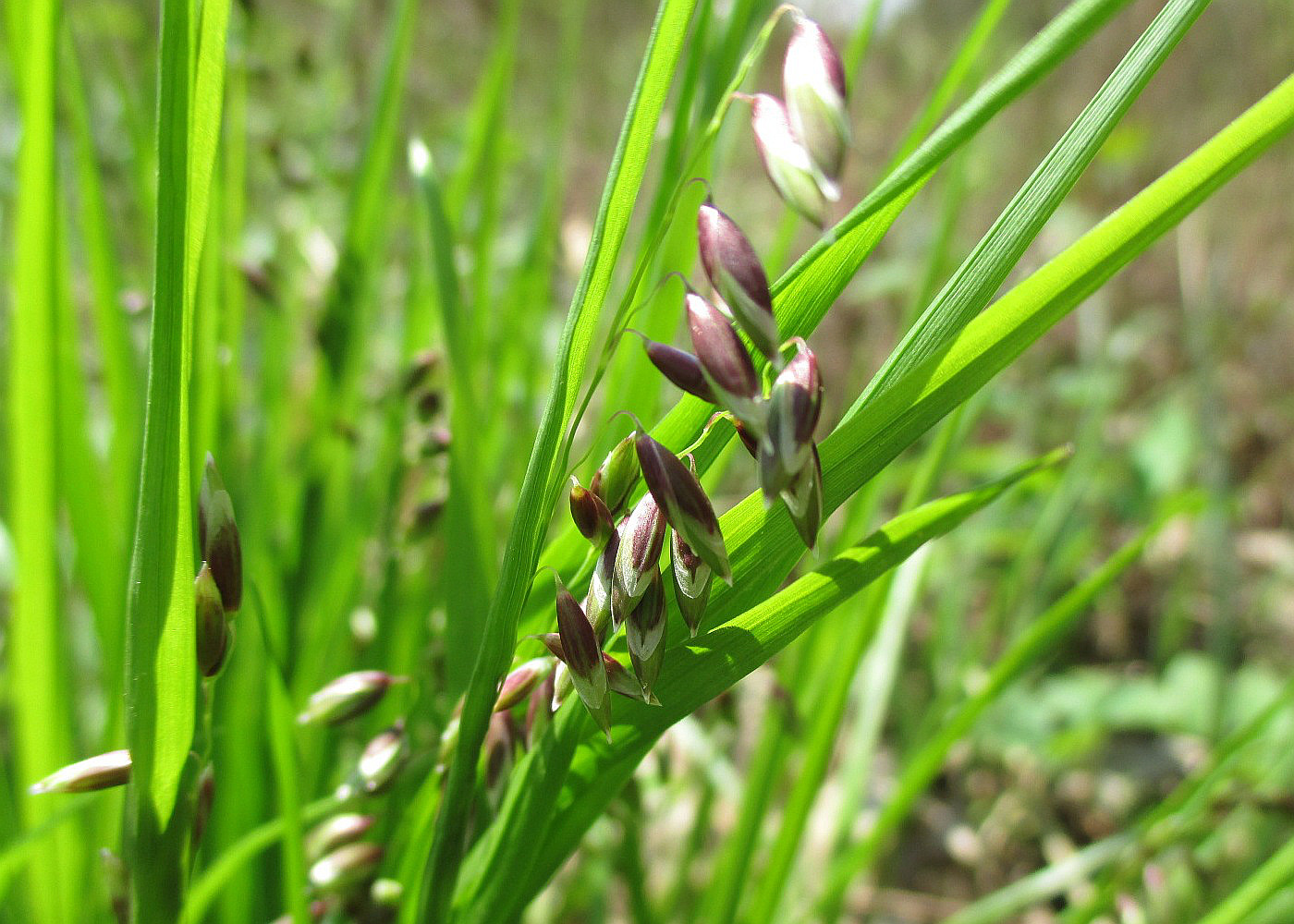 Image of Melica nutans specimen.