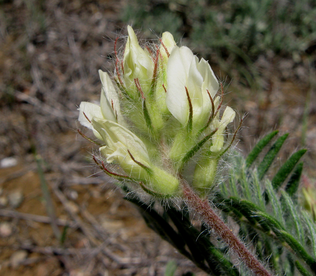 Image of Oxytropis pallasii specimen.