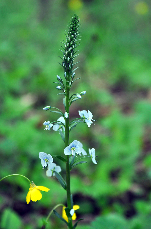 Image of Veronica gentianoides specimen.