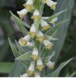 Digitalis viridiflora