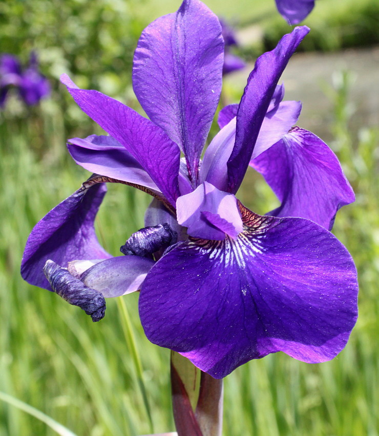 Image of Iris sanguinea specimen.