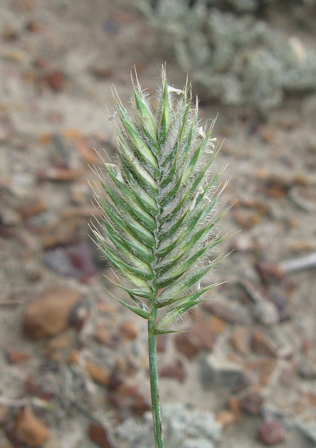 Image of Agropyron pinifolium specimen.