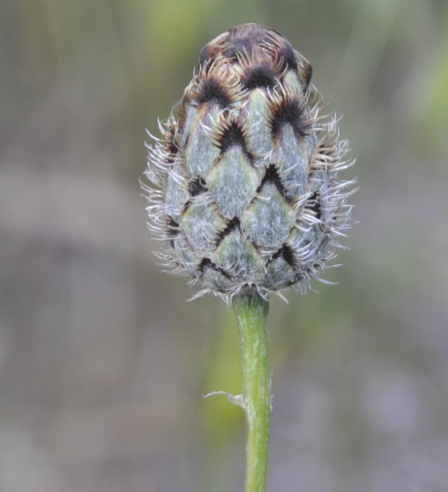 Image of Centaurea immanuelis-loewii specimen.