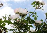 Rosa stylosa. Цветущие ветви. Германия, г. Дюссельдорф, Ботанический сад университета. 02.06.2014.