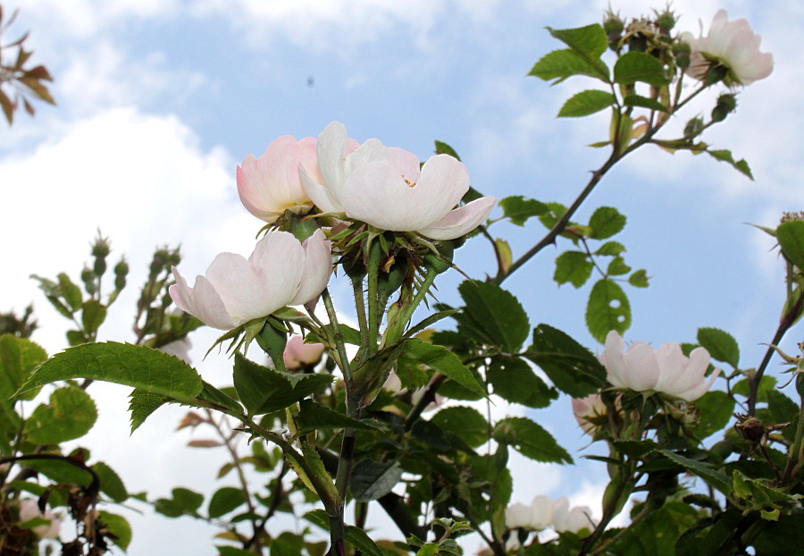 Image of Rosa stylosa specimen.