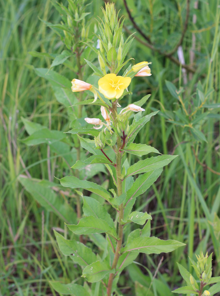 Изображение особи Oenothera rubricaulis.