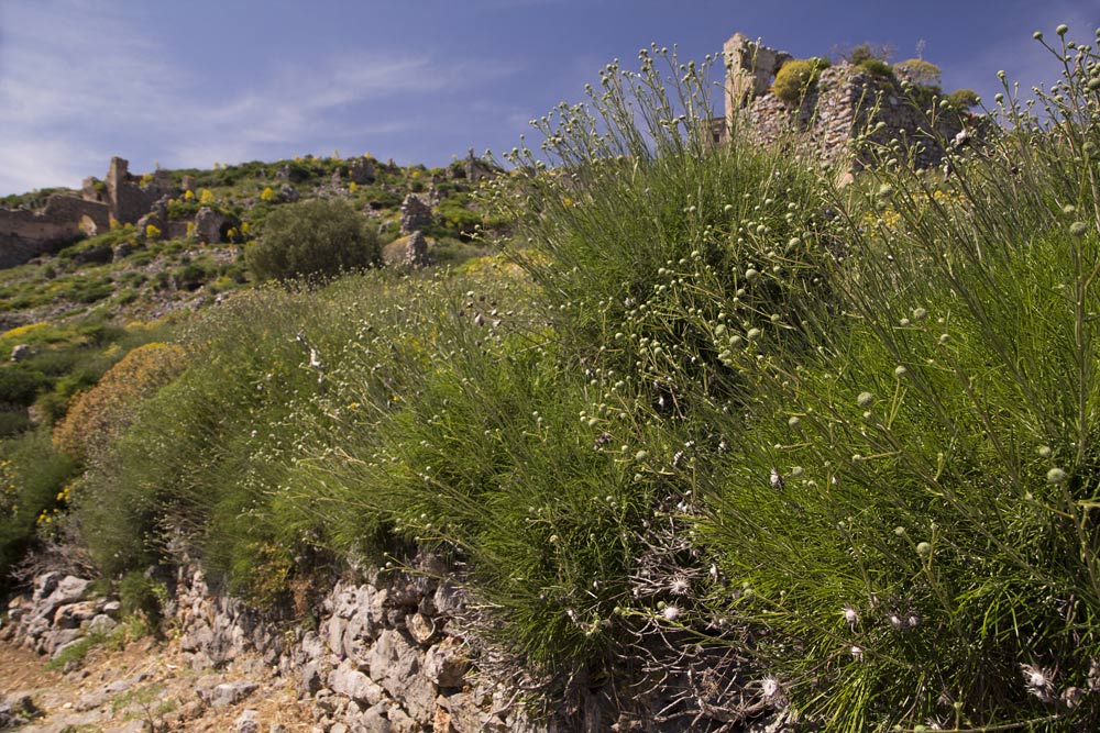 Image of Ptilostemon chamaepeuce specimen.