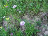 Scabiosa columbaria