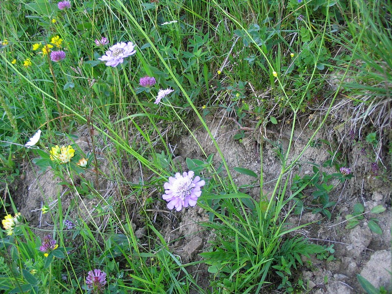 Image of Scabiosa columbaria specimen.