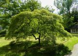 Acer palmatum. Взрослое растение. Германия, г. Мюнстер, ботанический сад Вестфальского университета. Июль 2014 г.