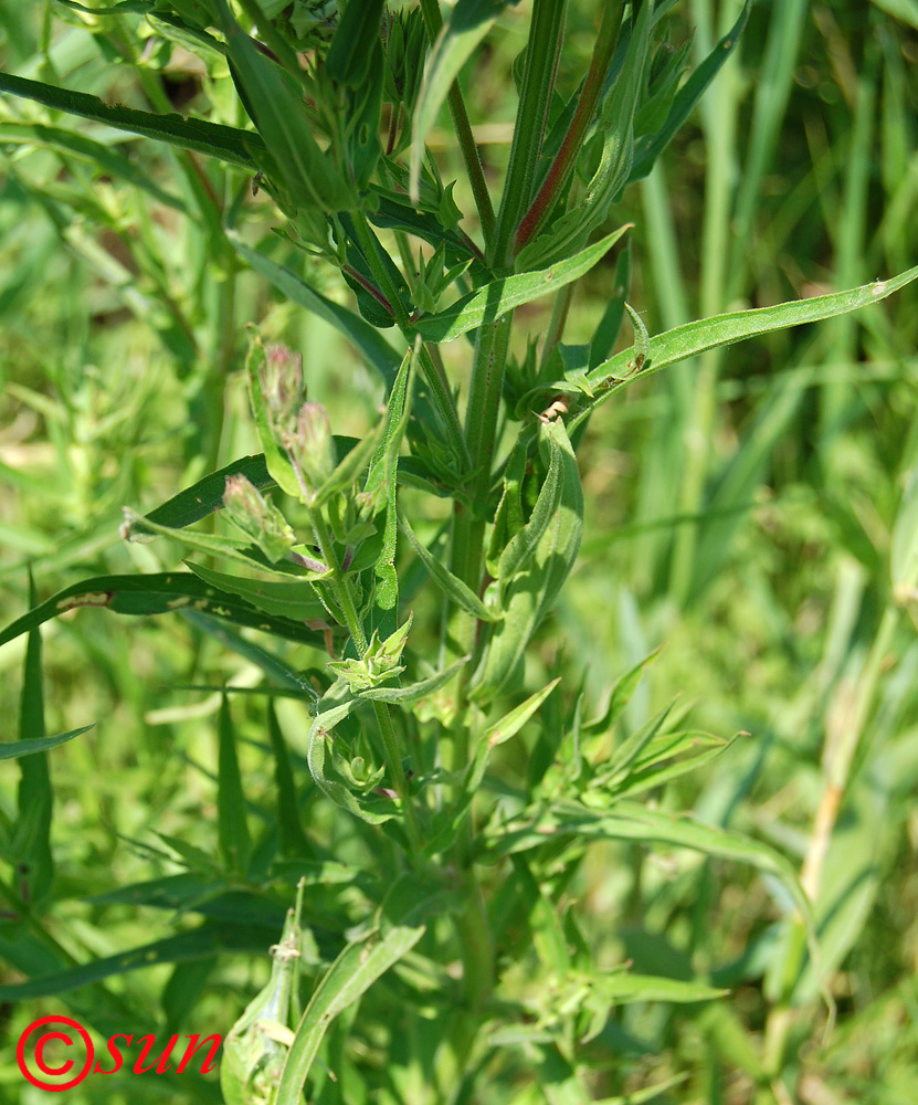 Изображение особи Lythrum salicaria.