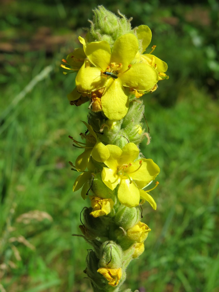 Image of Verbascum thapsus specimen.