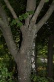 Acer pseudoplatanus
