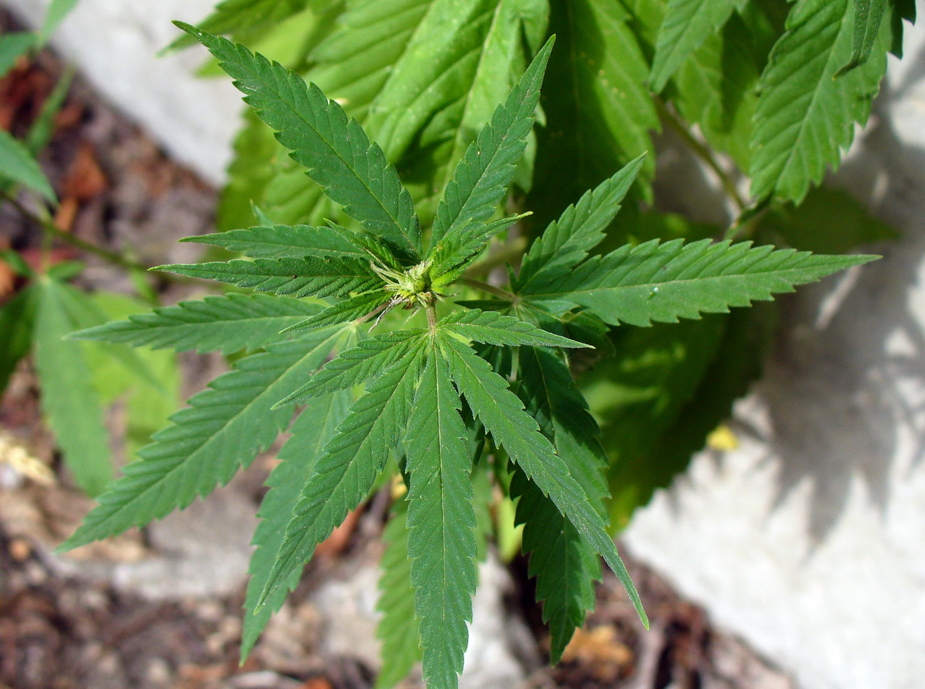 Image of Cannabis sativa var. spontanea specimen.