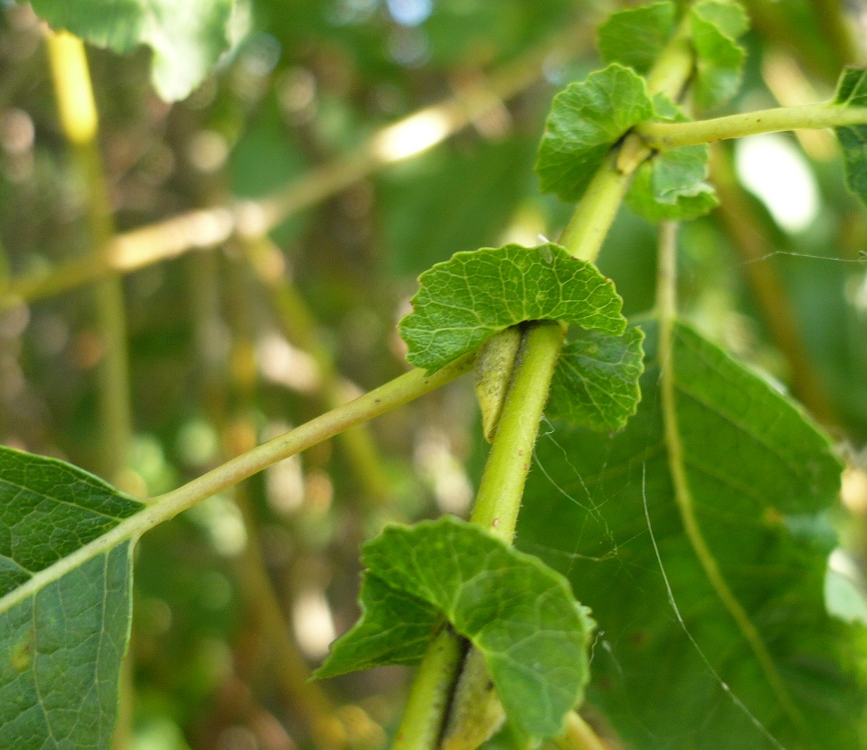 Image of Salix pyrolifolia specimen.