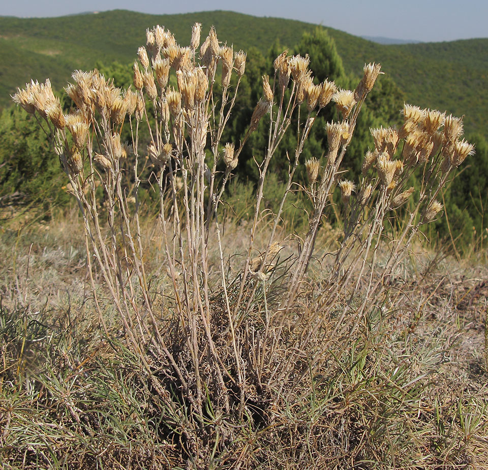 Изображение особи Jurinea stoechadifolia.