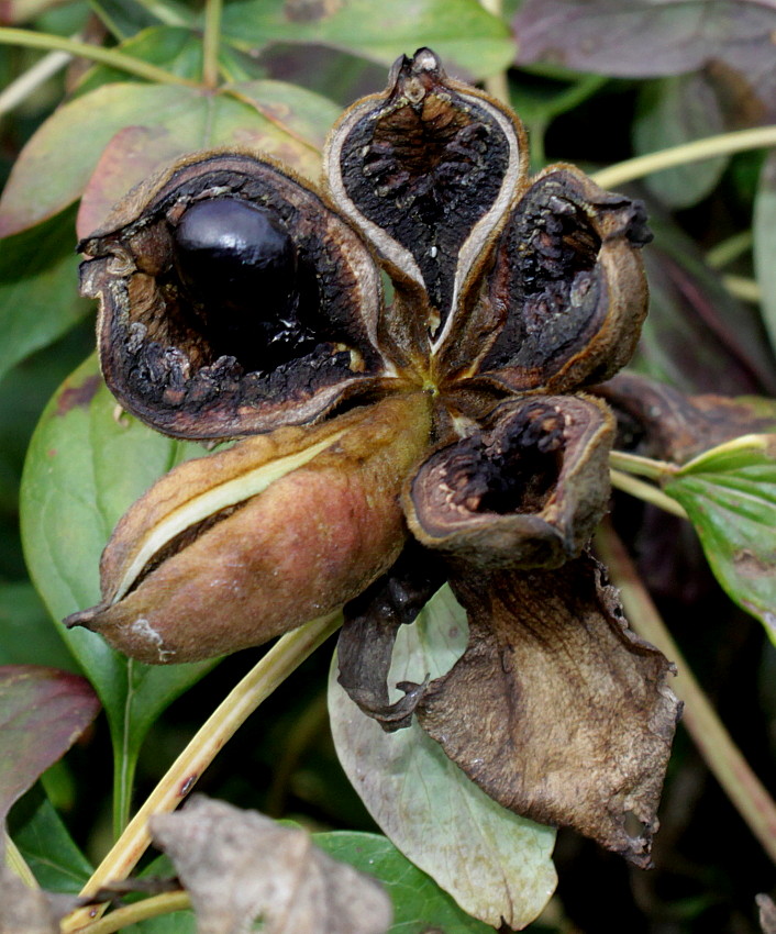 Изображение особи Paeonia suffruticosa.
