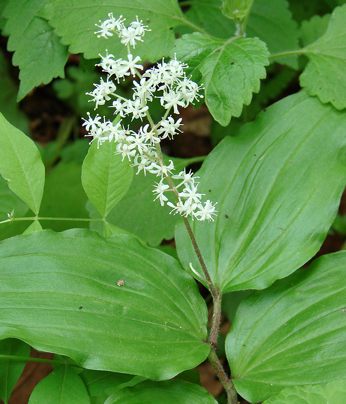 Изображение особи Smilacina hirta.