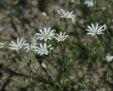 Stellaria graminea. Верхушки цветущих побегов. Московская обл., Раменский р-н, окр. ж.-д. платформы Хрипань, залежь. 13.06.2014.