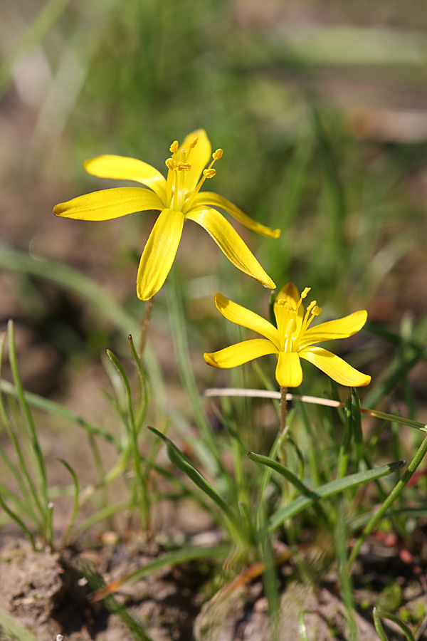 Image of genus Gagea specimen.