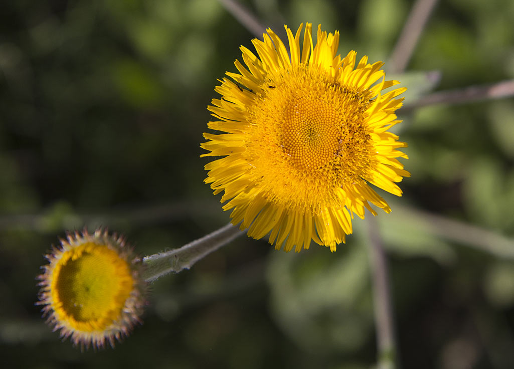 Image of Pulicaria odora specimen.