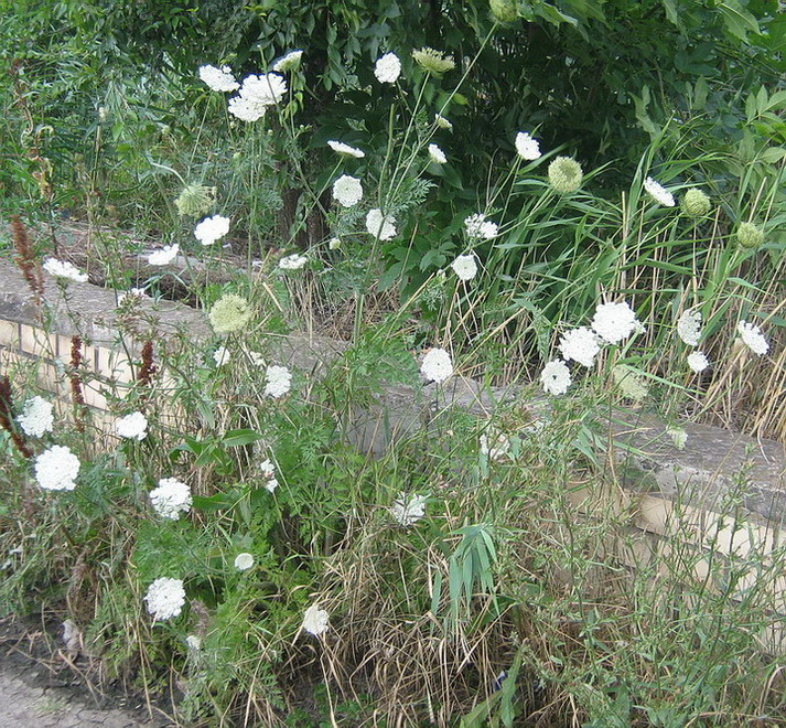 Изображение особи Daucus carota.