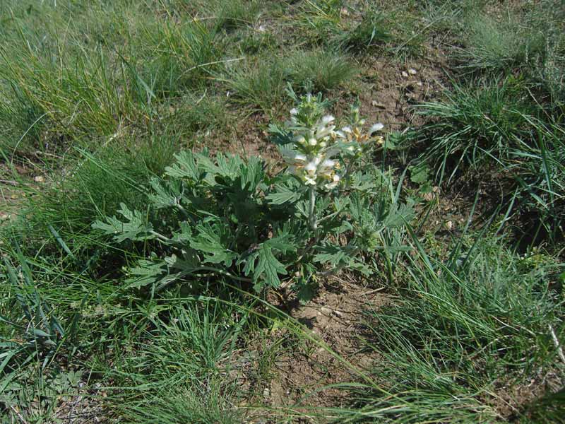 Image of Panzerina lanata specimen.