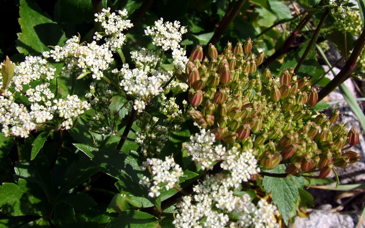 Изображение особи Ligusticum scoticum.