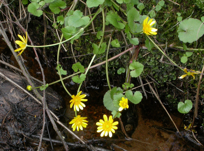 Image of Ficaria verna specimen.