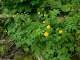 Trollius riederianus