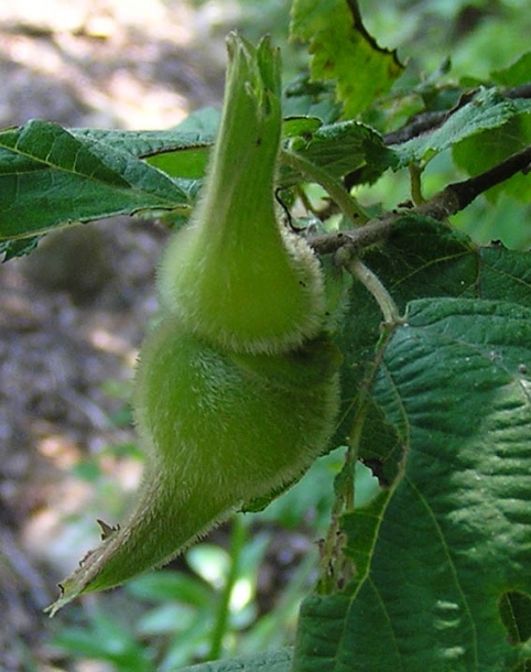 Изображение особи Corylus mandshurica.