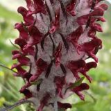 Pedicularis atropurpurea