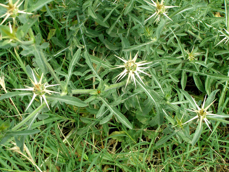 Изображение особи Centaurea iberica.