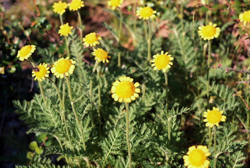 Image of Tanacetum bipinnatum specimen.