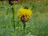 Grossheimia macrocephala. Верхушка цветущего растения. Северная Карелия, ББС МГУ, в культуре. 14.09.2009.