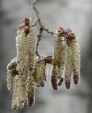 genus Populus