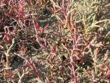 Salicornia perennans. Растения разной окраски. Крым, северное Присивашье, начало июля.