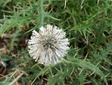 Echinops maracandicus