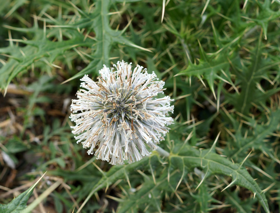 Изображение особи Echinops maracandicus.