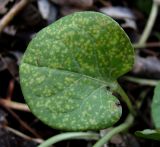 Pyrola rotundifolia. Поражённый лист. Окр. Архангельска, лес. 29.04.2015.