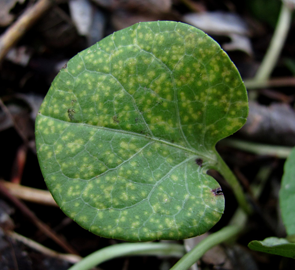 Image of Pyrola rotundifolia specimen.