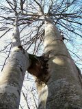 Fagus orientalis. Срастание стволов. Краснодарский край, Сочи, окр. Адлера, широколиственный лес. 19.02.2015.