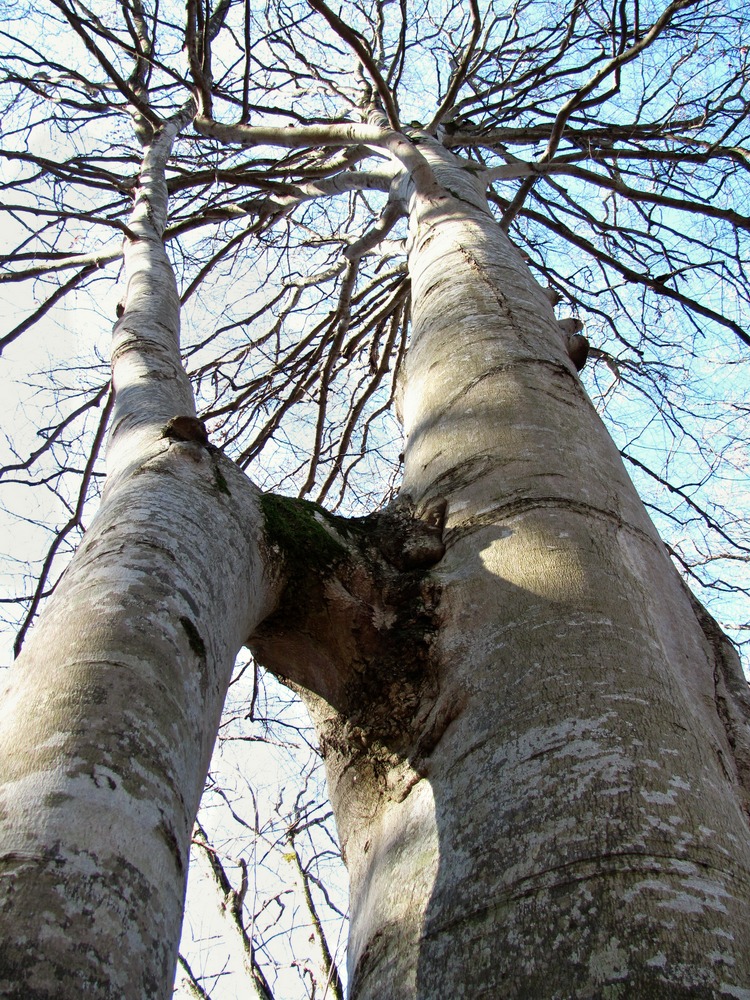 Изображение особи Fagus orientalis.